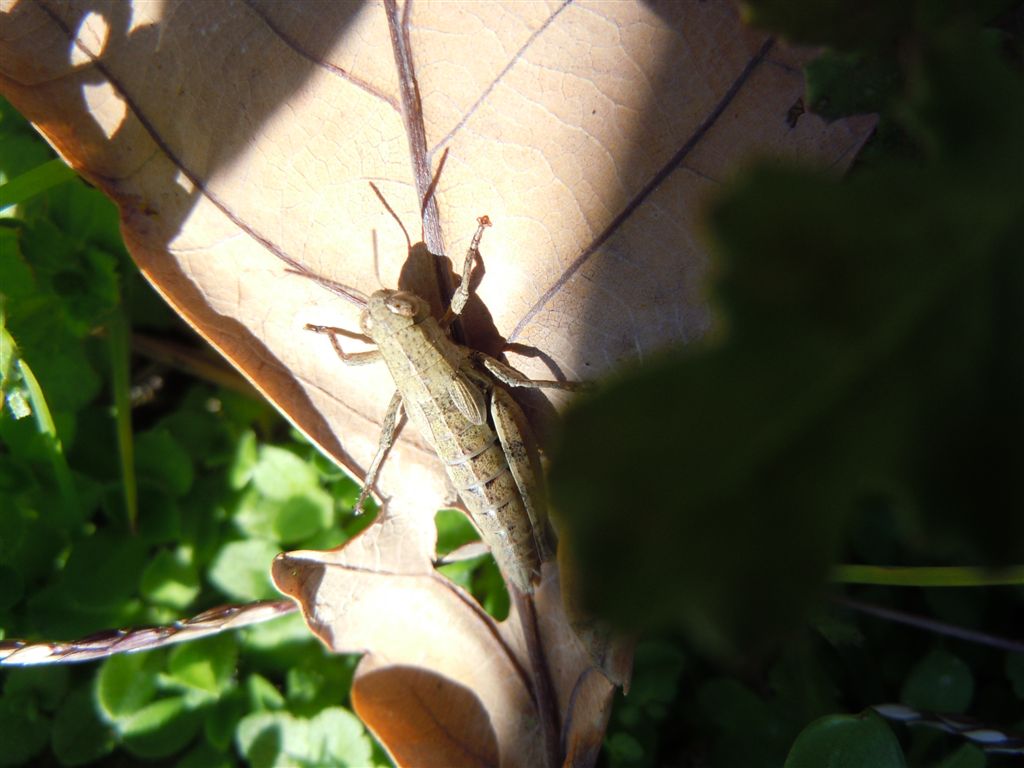 Cavalletta da Capodimonte - Pezotettix giornae